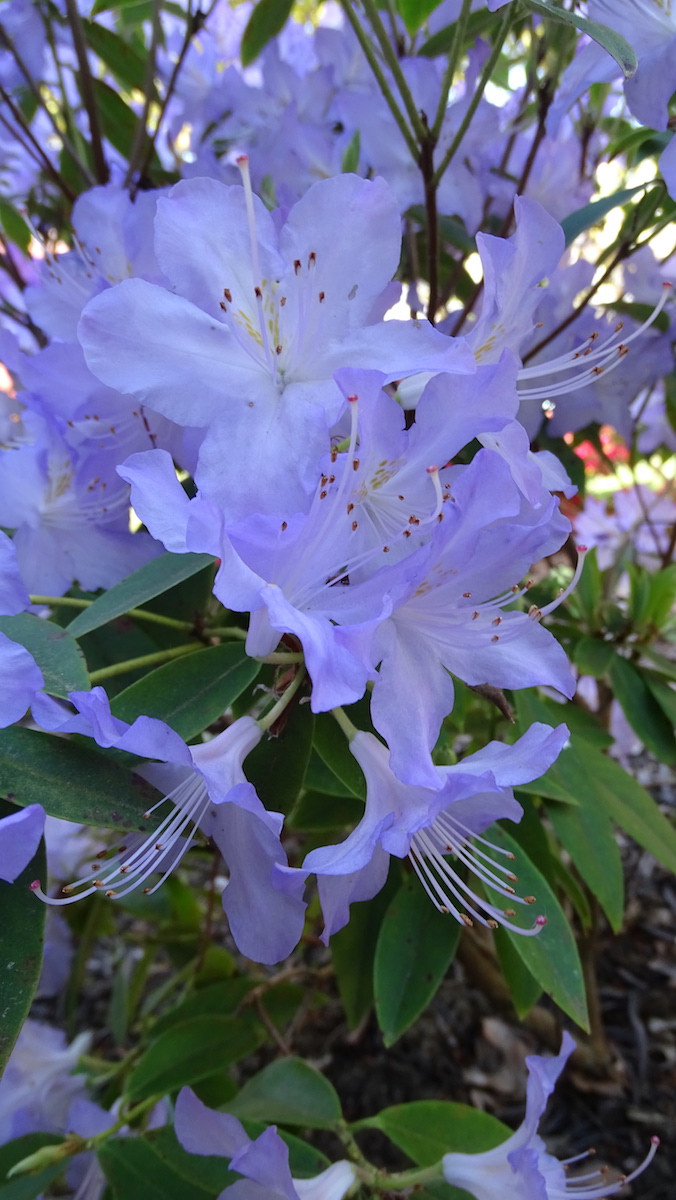 R. augustinii (Trewithen form)